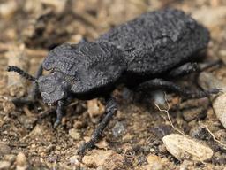 자동차 깔려도 끄떡없는 ‘<strong>철갑</strong> <strong>딱정벌레</strong>'의 비밀