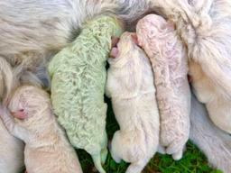 녹색 <strong>털</strong>의 <strong>강아지</strong> 본 적 있나요 “‘코로나 우울’ 쫓아냈으면”