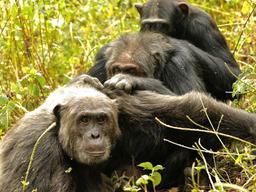 [사이언스샷] 침팬지도 나이 들면 우정이 깊어진다