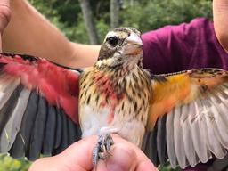 믿어지세요?...오른쪽은 수컷, 왼쪽은 암컷 ‘아수라 새’
