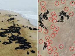 아프리카서 물개 7000마리 떼죽음 미스터리…대부분 태아 상태