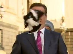 호주 <strong>까치</strong>의 '매서움'…생방송 중에 기자 공격당해