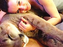 야생 퓨마를 <strong>고양이</strong>처럼 키웠더니 하는 행동