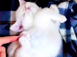 ‘나… 졸리냥?’ 최면 제대로 걸린 아기 고양이의 실 모습