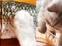 SNS에서 화제 되고 있는 일명 ‘<strong>요리하는</strong> 고양이’의 모습