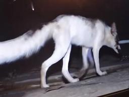 마을 CCTV 영상에 찍힌 이 <strong>동물</strong>, 잡고 보니 멸종 위기 1급?