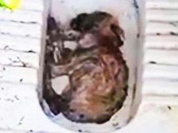 푸세식 변기 속에 숨어있던 <strong>아기</strong> 강아지, 이유는