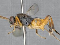 세계 최초 잠수 가능한 신종 벌, 일본서 발견