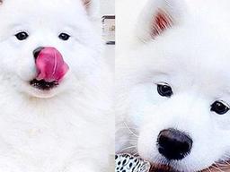 ‘애절한 표정 무엇’ 최애 간식 냄새 맡은 강아지의 현실 반응