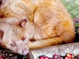 다양해진 ‘동물 똥 커피’, 내막 알면 못 먹는다는데….