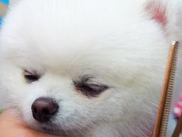 미용사가 유독 싫어한다는 댕댕이 손님 유형. gif