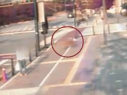 시도때도 없이 나타나는 도심 <strong>멧돼지</strong>, 만약 마주친다면?