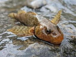 6천500만년 전 모습 그대로 살아있는 물고기