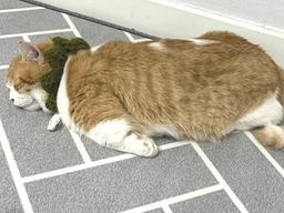 "불태웠다옹"..꼬마 손님 맞이 후 뻗어 버린 프로 접대 냥이