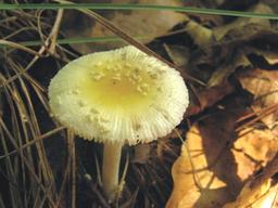 야생 버섯, 먹지 말고 눈으로만 보세요