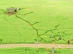 여신이 전해준 곡물 '메밀'…국내 최대 생산지는 '제주'