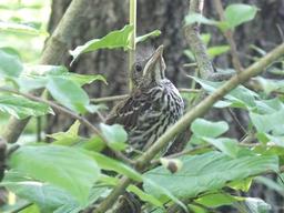 [유용하 기자의 사이언스 톡] 명금은 왜 매정하게 새끼를 둥지서 내쫓을까