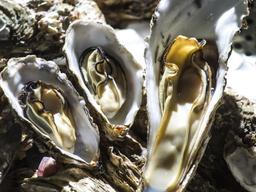 3시간 동안 굴 그물망 80개… 허리가 끊어졌다