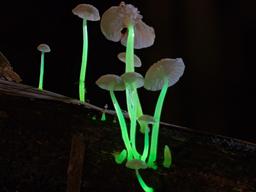 밤이 되면 녹색으로 빛나…인도서 신종 ‘<strong>발광</strong> <strong>버섯</strong>’ 발견