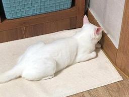 안아달라던 고양이가 갑자기 벽 보고 '망부석'된 이유..˝나 삐졌다옹!˝