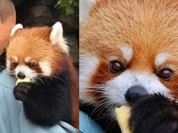 ‘심장 폭행범’ 레서 <strong>판다</strong>가 처음 본 장난감에 보인 반응