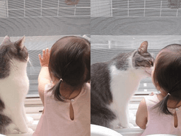 <strong>외출</strong> 못해 속상한 아기 집사 뽀뽀로 달래준 '사랑둥이' 고양이