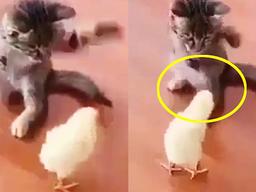 병아리에게 냥냥 펀치 콤보 날리는 아깽이 인성 수준. GIF