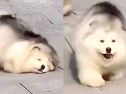 통통한 <strong>아기</strong> 말라뮤트들이 다 같이 뛰는 순간 벌어지는 일