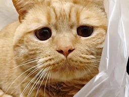 집사 잔소리 듣기 싫었던 아기 냥이가 보인 <strong>행동</strong>