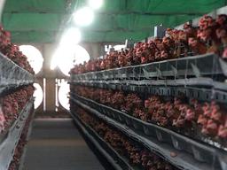 실험실서 배양해 만든 인공 <strong>닭고기</strong> 요리 '잘 팔릴까'