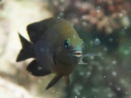 새우 길들여 자신의 농장 관리하는 ‘농부 물고기’의 비밀