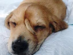 ‘별명 유니콘’이라 불리는 댕댕이 모습 공개됐는데…