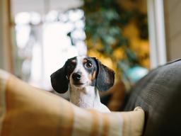 코로나 블루에 반려동물 입양? 확인해야 할 체크리스크