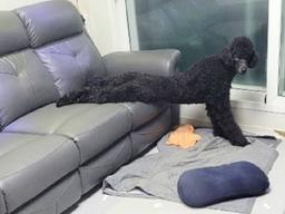 <strong>홈트레이닝</strong>으로 '벌크업'하는 몸짱 강아지..'내가 뭘 본거지'