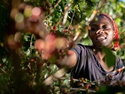네스프레소, ‘AAA <strong>지속가능한</strong> 품질’ 프로그램 운영