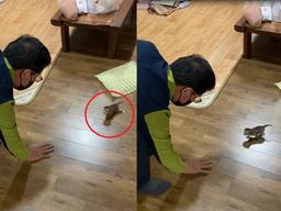 "간식은 제가 주는데 아빠만 따라다녀요"..새끼 길냥이 <strong>냥줍</strong>한 집사의 한탄