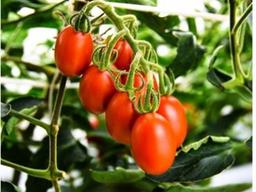 ‘GMO와 달라’ 일본 내 게놈 편집 식품의 전망