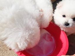 댕냥이 체험 위해 ‘대여’ 해준다는 <strong>동물</strong>보호단체의 최후