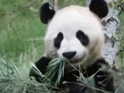 英동물원 "매년 15억 감당 안돼"...中판다 부부의 슬픈 귀향길