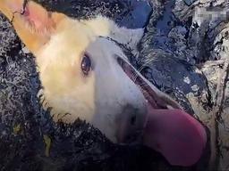 굳어가는 아스팔트에 삼켜지고 있던 <strong>강아지</strong>, 구조 이후 공개된 모습