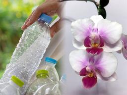 <strong>페트병</strong>으로 호접란을 키워야 하는 진짜 이유