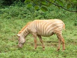 금색부터 점박이까지…‘희귀 <strong>얼룩말</strong>’ 나오는 이유