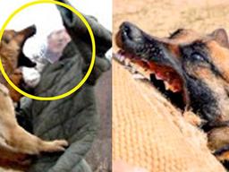 ‘<strong>훈장</strong>까지 받았다’ 총알이 양쪽 뒷다리에 박혔던 강아지의 최근자 모습