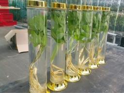 한국산 <strong>새싹</strong>삼 술, 베트남에서 설날 선물로 인기