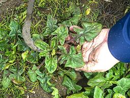 시금치에 설탕이라도 뿌렸나… 왜 이리 달고 아삭하지?