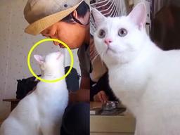 ‘털 빠진다’라고 얘기하면 귀신같이 알고 뒤돌아보는 개냥이