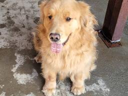 "리트리버 <strong>귀여워</strong>, 키울래!"…'털 지옥' 괜찮으세요?