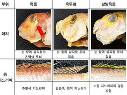 비싼 '옥돔', 사고 보니 값싼 '옥두어'?
