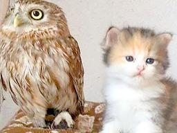 ‘친구 먹은’ <strong>올빼미</strong>와 새끼 고양이의 일상 모습