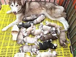 ‘한 번에 14마리’ 세상에 나온 허스키들의 실제 모습